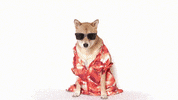 costume GIF by Menswear Dog