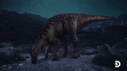 Dinosaur Dino GIF by Discovery