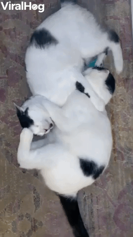 Battle Between Feline Brothers