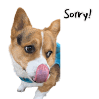 Sorry Corgi Sticker