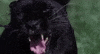 Black Panther Savage GIF by Casol