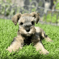 Cute Dog Schnauzer GIF