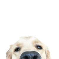 Sticker by Waggin’ Tails