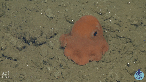 octopus scifri GIF by Science Friday