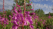 spring symphony for our world GIF by Nat Geo Wild 