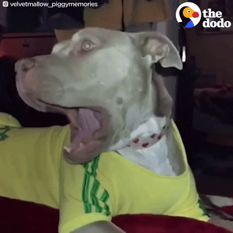dog GIF by The Dodo