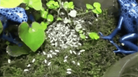 CreatureFeatures giphygifmaker blue poison dart frog GIF