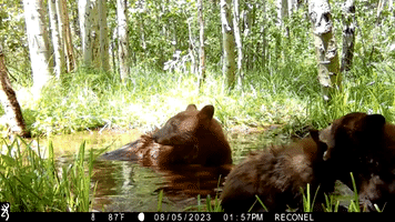 Trailcam Catches Brown Bear Cubs Play Fighting