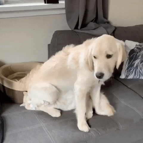 likedhu giphyupload GIF