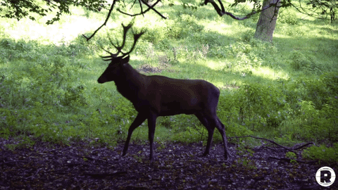 freaks and geeks nba palooza GIF by The Ringer