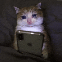 Cute Cat Smile GIF by Bashar