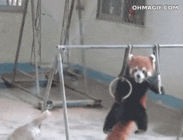 pull up red panda GIF