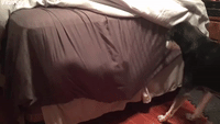 Dog Stuck in Sheets Comes out Butt First