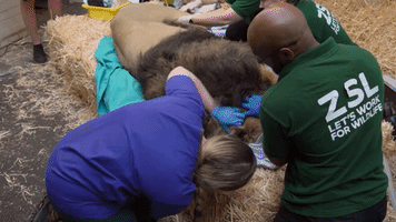 Endangered Lion With Earache Gets 'VIP' Cleanout at London Zoo