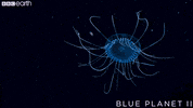 blue planet ocean GIF by BBC Earth