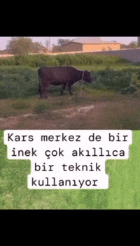 Kars Inek GIF