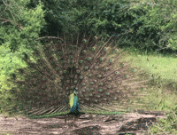 Sri Lanka Dance GIF by world-weather.ru