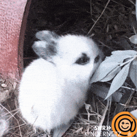 Loop Eat GIF by SWR Kindernetz
