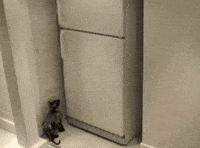 surprise looting GIF