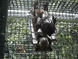 Baby Bat Learns to Hang Upside Down While Still Attached to Mother