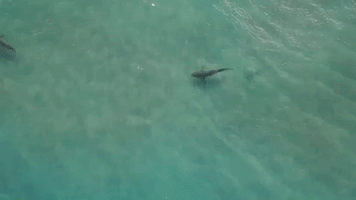 Sharks Congregate in Mediterranean Off Northern Israel