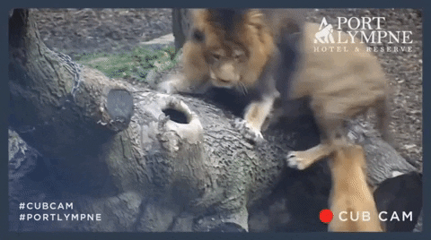 insight_yj giphygifmaker GIF