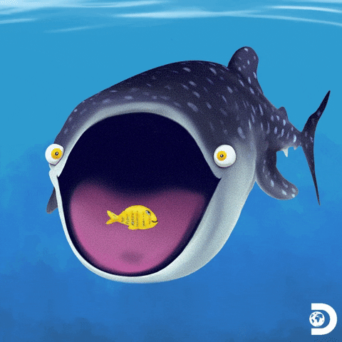 Hungry Discovery Channel GIF by Shark Week