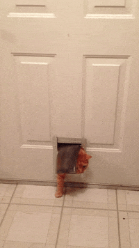 Garfield Lasagna GIF