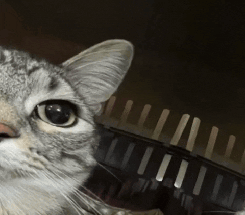 Funny Cat GIF