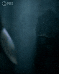 Walking With Dinosaurs GIF by PBS