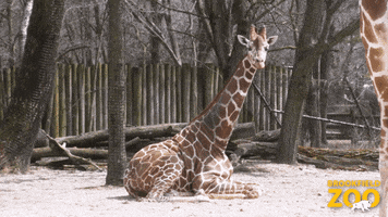I Told You So Lol GIF by Brookfield Zoo