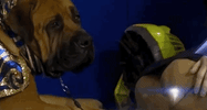 national dog show 2018 GIF by NBC