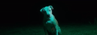 Goat GIF by Ari Lennox