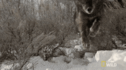 yellowstone GIF by Nat Geo Wild 