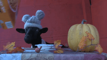 Goats Try Pumpkin Spice Cereal