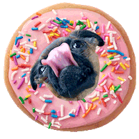 Hungry Brussels Griffon Sticker