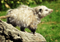 Possum GIF by jOnNy'S wOrLd