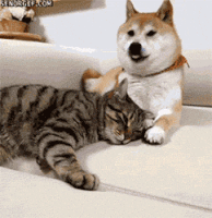 cute dog GIF