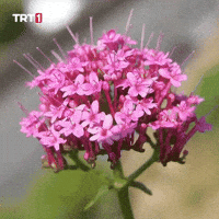 Good Morning Love GIF by TRT