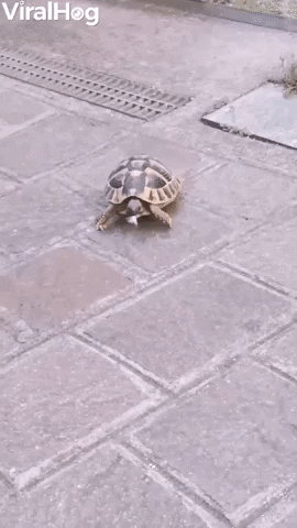 GIF by ViralHog