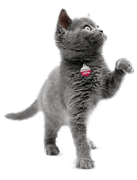 Cat Sticker by 24Petwatch