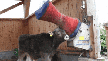tingtinglu giphyupload GIF