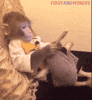 Monkey GIF by FirstAndMonday