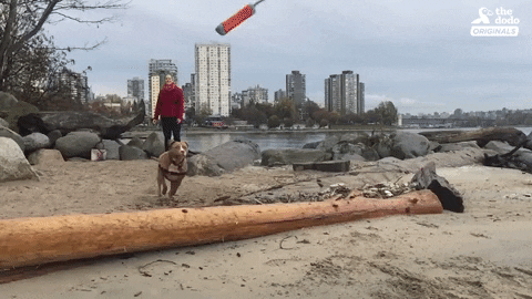 dog GIF by The Dodo