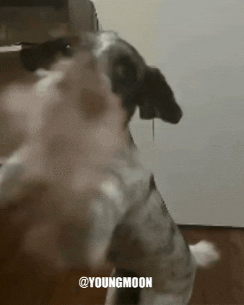 Husky Dog GIF