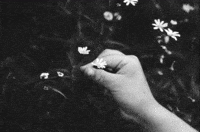 Cough Syrup Daisies GIF by Young The Giant