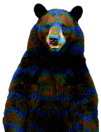bear tripping GIF