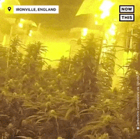 On Drugs Smoking GIF by NowThis