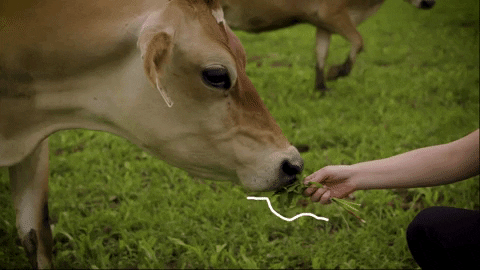 avenuebeat giphydvr delight avenue beat giphyavenuebeatdelight GIF