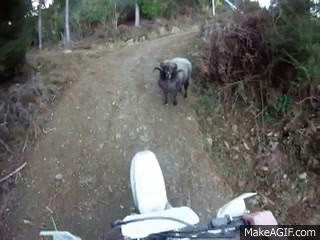 ram GIF
